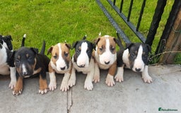 English Bull Terrier dogs for stud: Bull terrier at stud  fully health tested  - Image 12