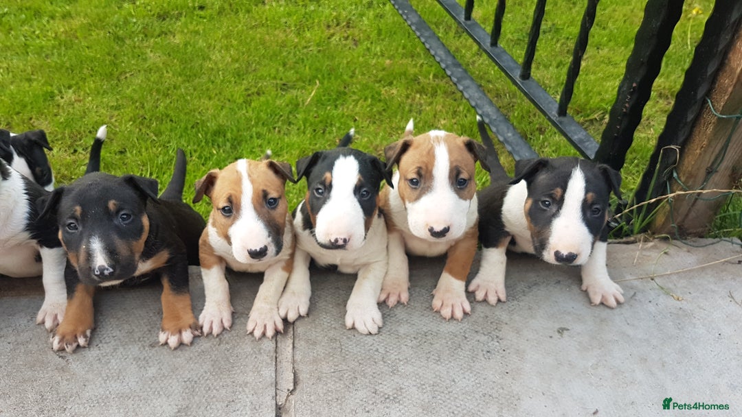 English Bull Terrier dogs for stud: Bull terrier at stud  fully health tested  - Image 12