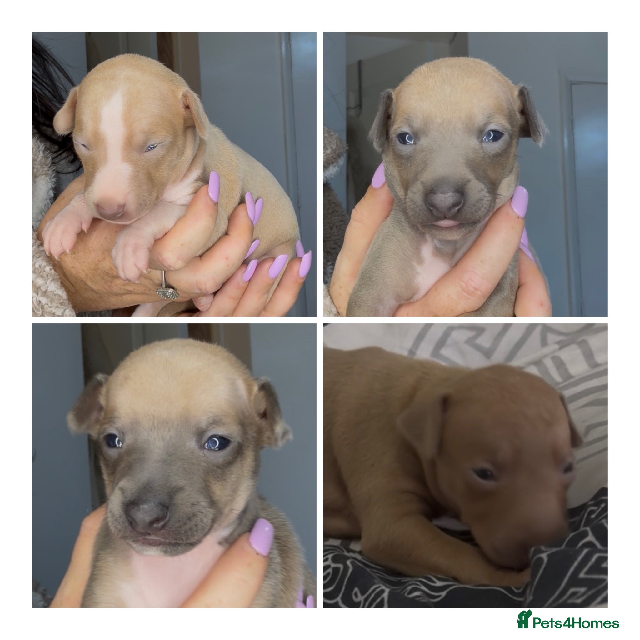 Italian Greyhound dogs KC registered Italian greyhounds  - Advert 18