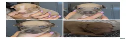Italian Greyhound dogs for sale: (Only  girls)KC registered Italian greyhounds -  - Advert 11