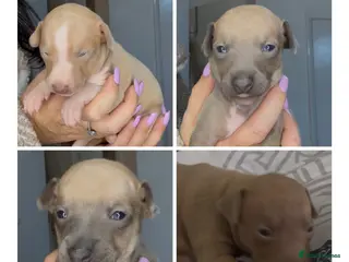 Italian Greyhound dogs KC registered Italian greyhounds - Advert 16