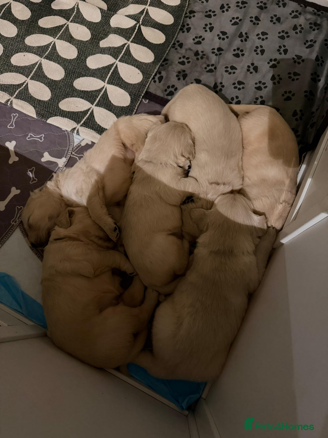 Golden Retriever dogs for sale: Golden Retriever Puppies For Sale - Advert 14