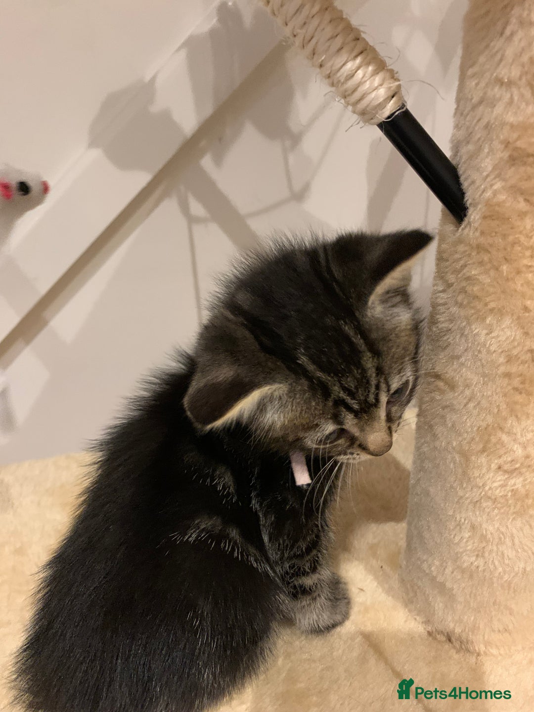 Mixed Breed cats for sale: Mixed Himalayan - Image 12