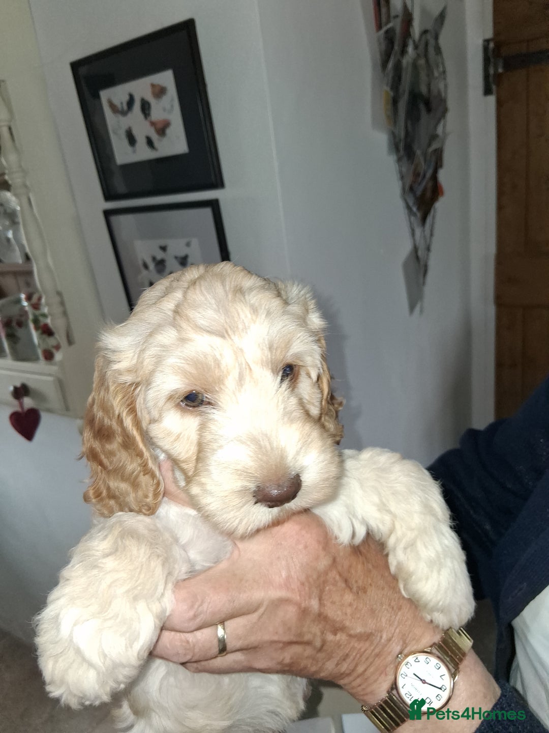 Cockapoo dogs for sale: Cockapoos for sale - Image 8
