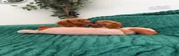 Cavalier King Charles Spaniel dogs for sale:     Puppies – Ready for Their Forever Homes - Advert 1