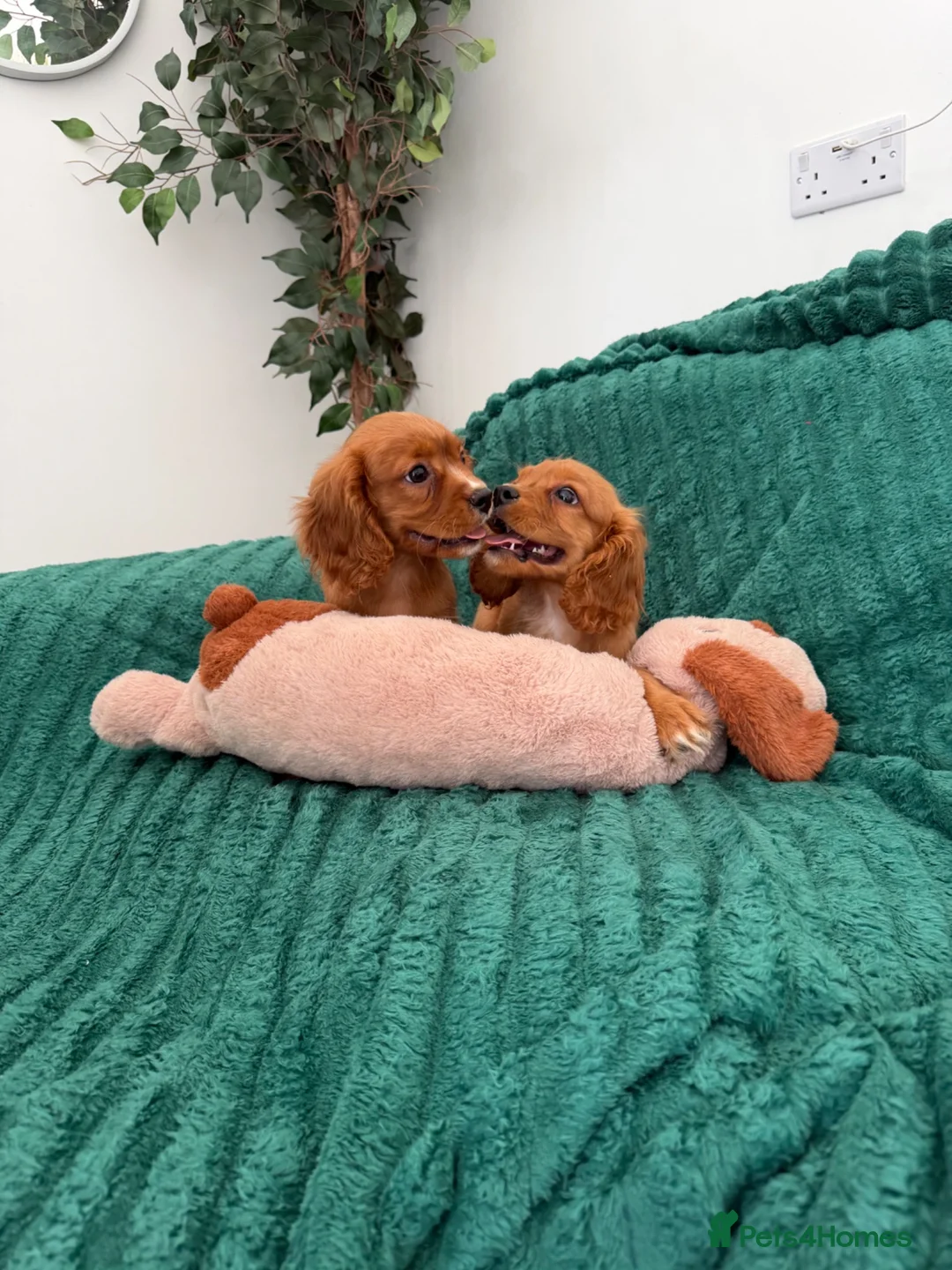 Cavalier King Charles Spaniel dogs for sale:     Puppies – Ready for Their Forever Homes - Advert 1