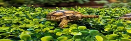 Tortoise reptiles for sale: Baby Sulcata Tortoises - Advert 4