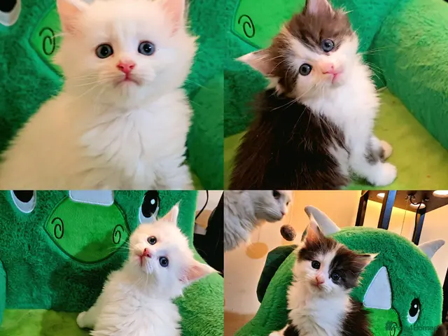 Maine Coon cats for sale: Maine Coon - Advert 2