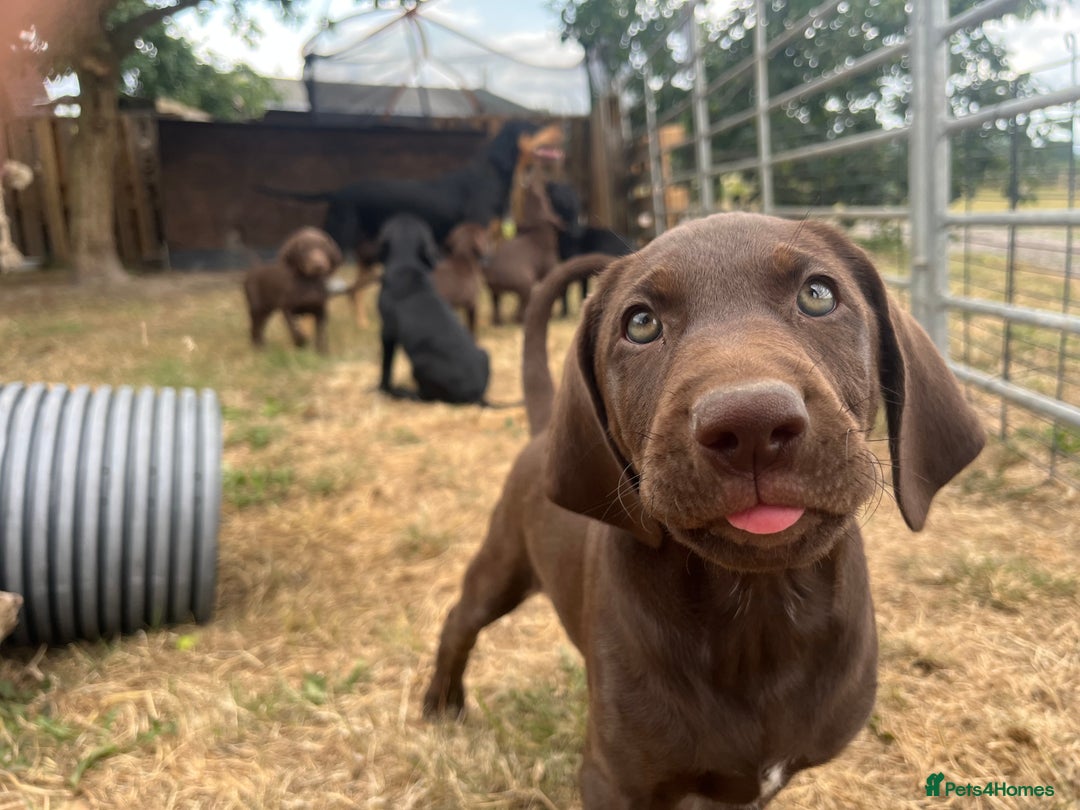 Mixed Breed dogs for sale: Vizlador x Weimaraner puppies - Image 1