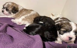 Maltipoo dogs for sale: Maltipoo puppies  - Image 1