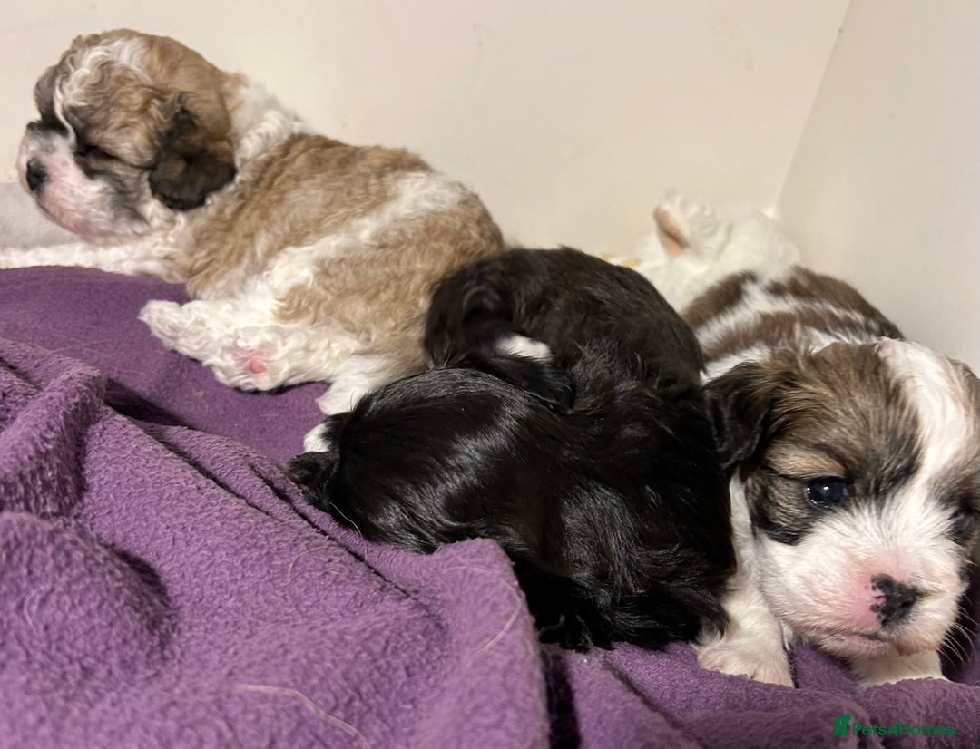 Maltipoo dogs for sale: Maltipoo puppies  - Image 1