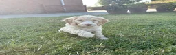 Cockapoo dogs for sale: Gorgeous F1 Cockapoo Puppies 🩷 - Advert 26