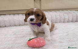 Cavalier King Charles Spaniel dogs for sale: KC Registered & DNA Tested Cavalier Puppies - Image 4