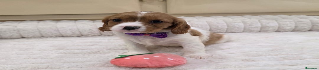 Cavalier King Charles Spaniel Puppy 7