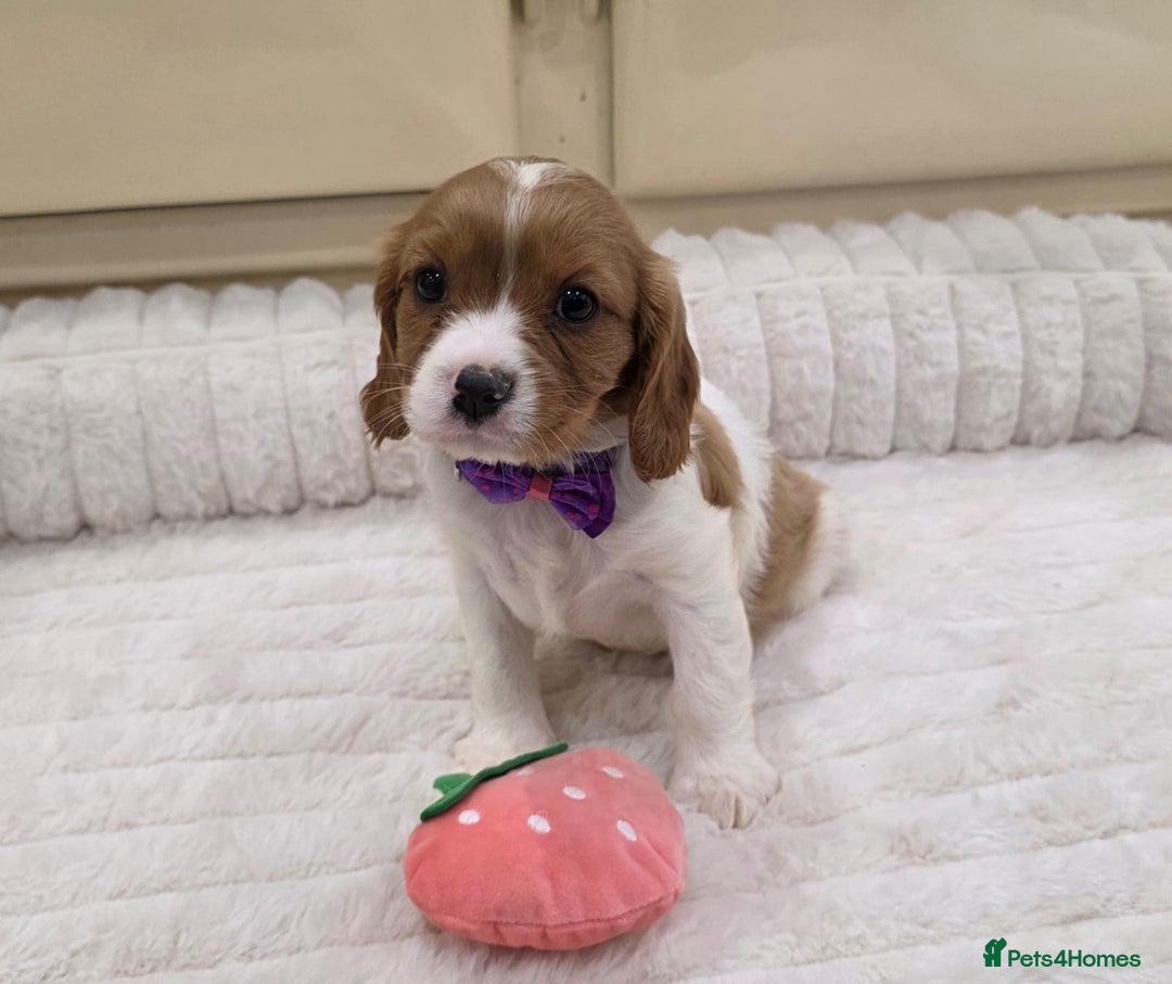 Cavalier King Charles Spaniel dogs for sale: KC Registered & DNA Tested Cavalier Puppies - Image 4