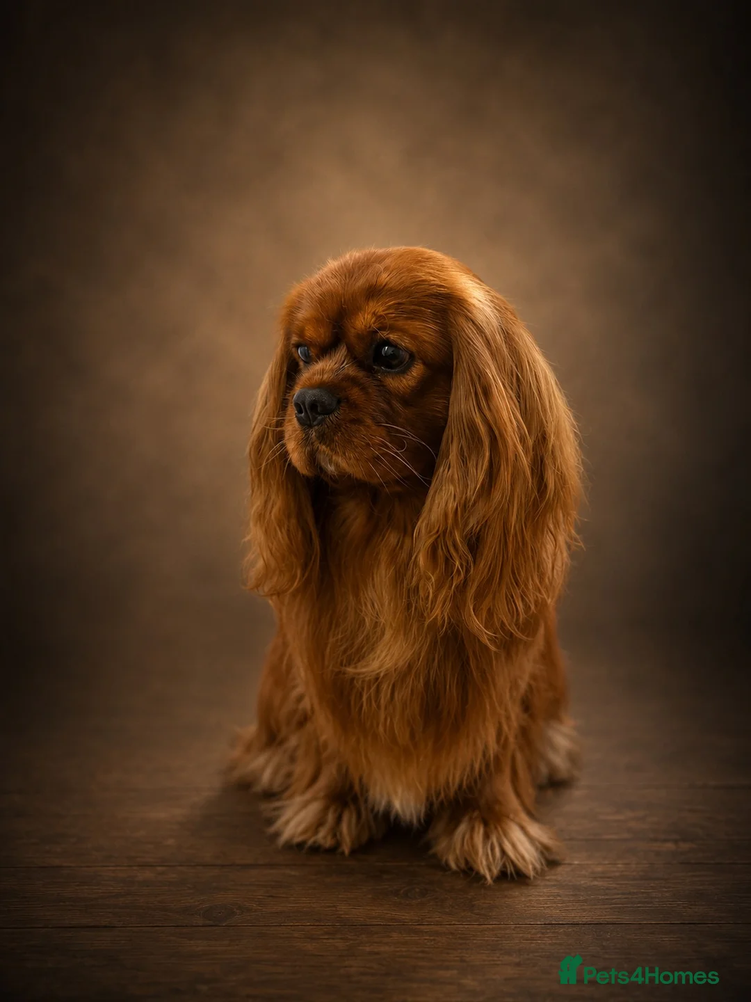 Cavalier King Charles Spaniel dogs for stud: KC Reg Health Tested Proven Cavalier King Charles  - Advert 2