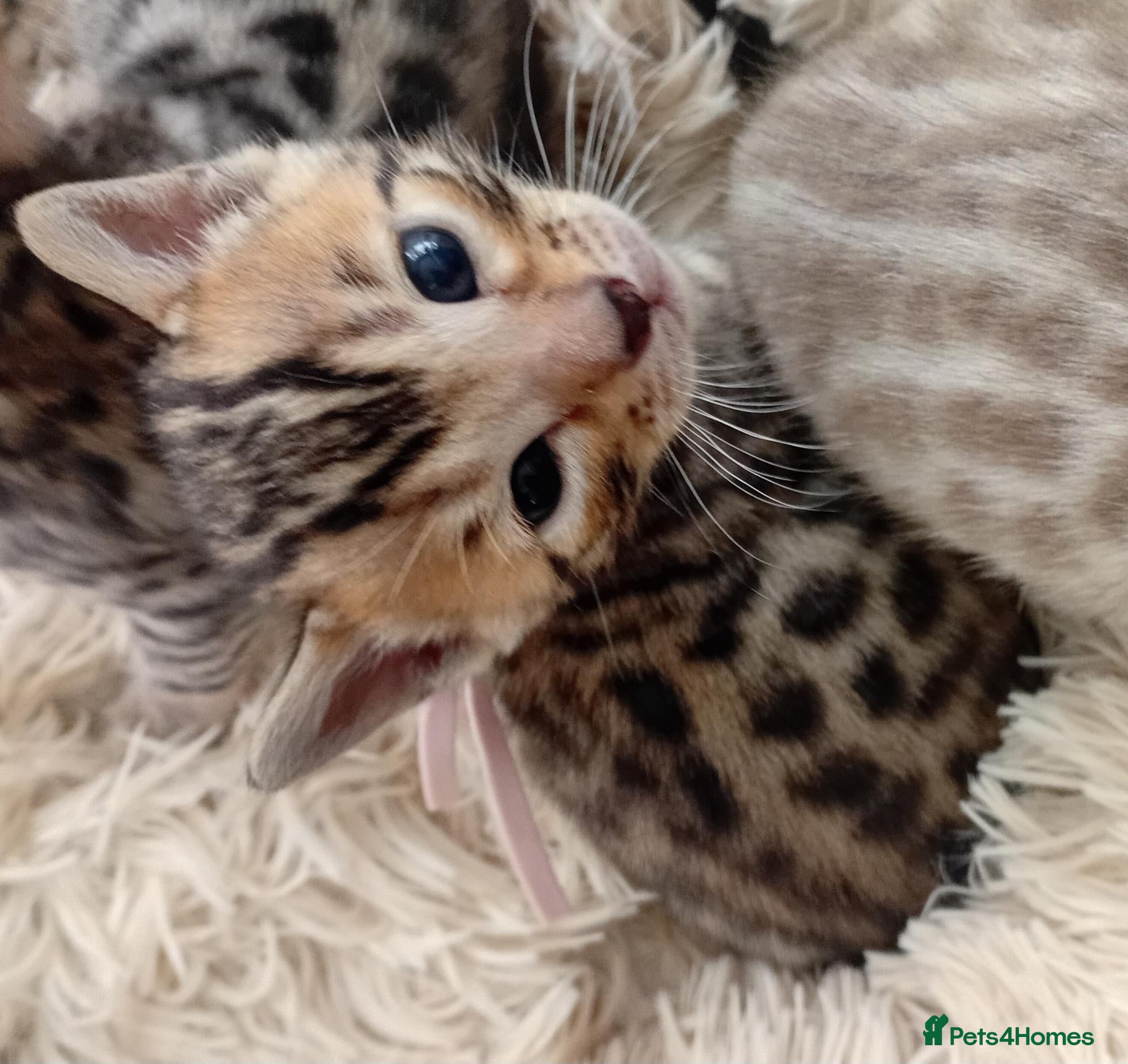 Bengal cats 5 beautiful full breed bengal kits - Advert 1