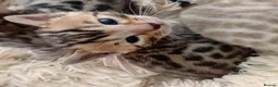 Bengal cats for sale: 5 beautiful full breed bengal kits - Advert 1