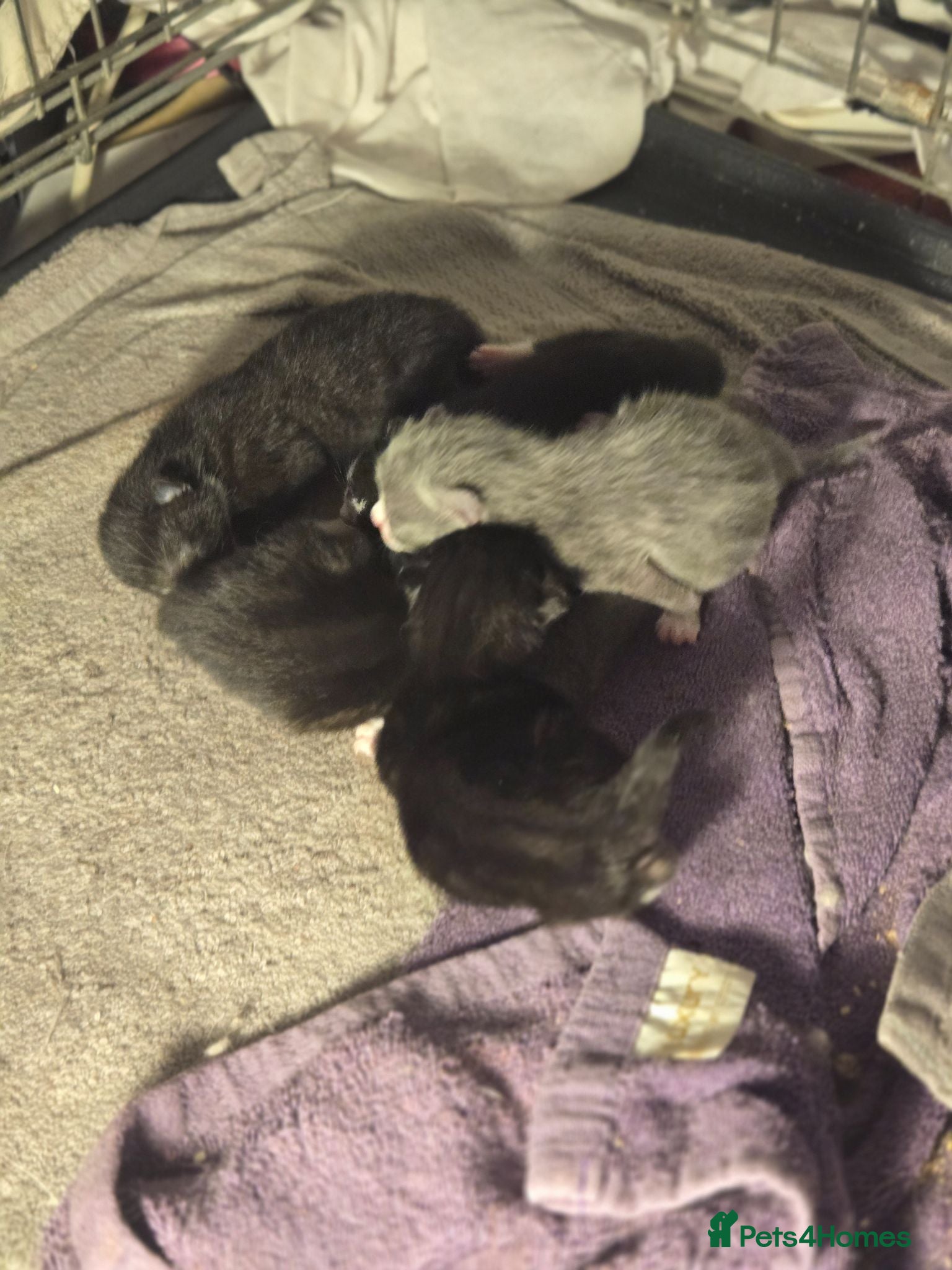Mixed Breed cats 4 black and white kittens  - Advert 6