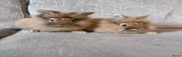 Lionhead rabbits for sale: Double mained lion head rabbits  - Advert 2