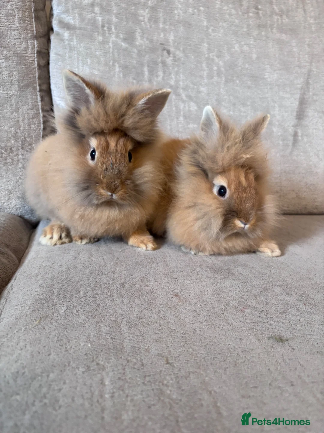 Lionhead rabbits for sale: Double mained lion head rabbits  - Advert 2