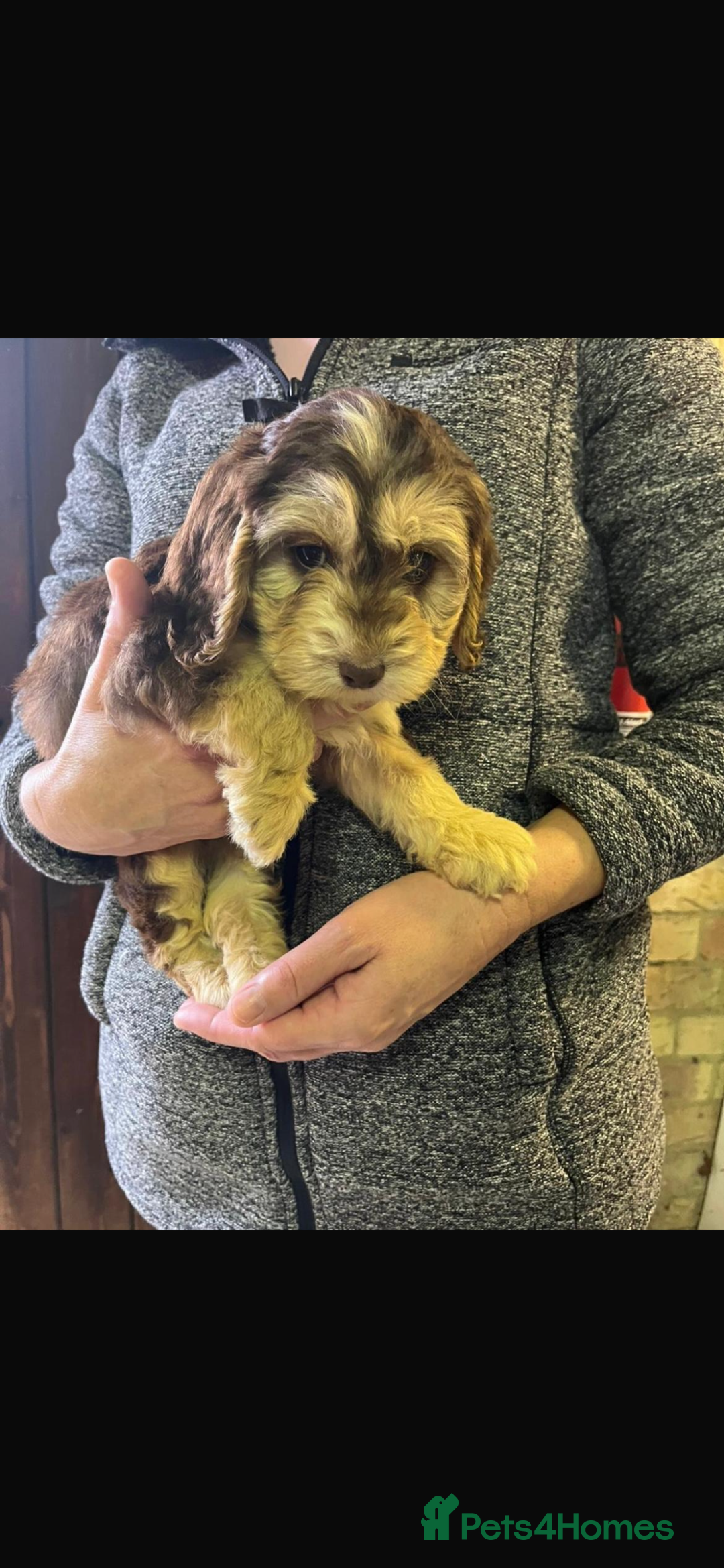 Cockapoo dogs for sale: Adorable show cocker poo puppies - Image 10