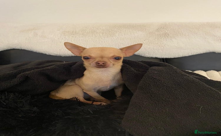 Chihuahua dogs - Advert 34