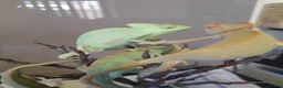 Chameleon reptiles for sale: Veiled chameleons  - Advert 2
