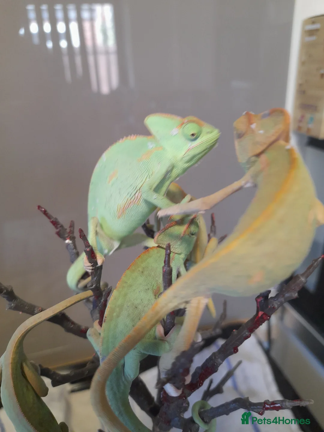 Chameleon reptiles for sale: Veiled chameleons  - Advert 2