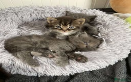 Mixed Breed cats for sale: 5 charming kittens - Image 7