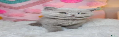 British Shorthair Lilac Chunky boy. 