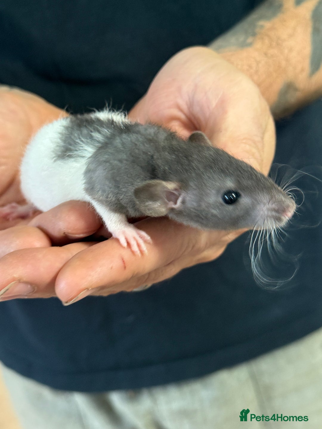 Rat rodents for sale: Gorgeous Dumbo Rex boys and girls. Babies.  - Image 4