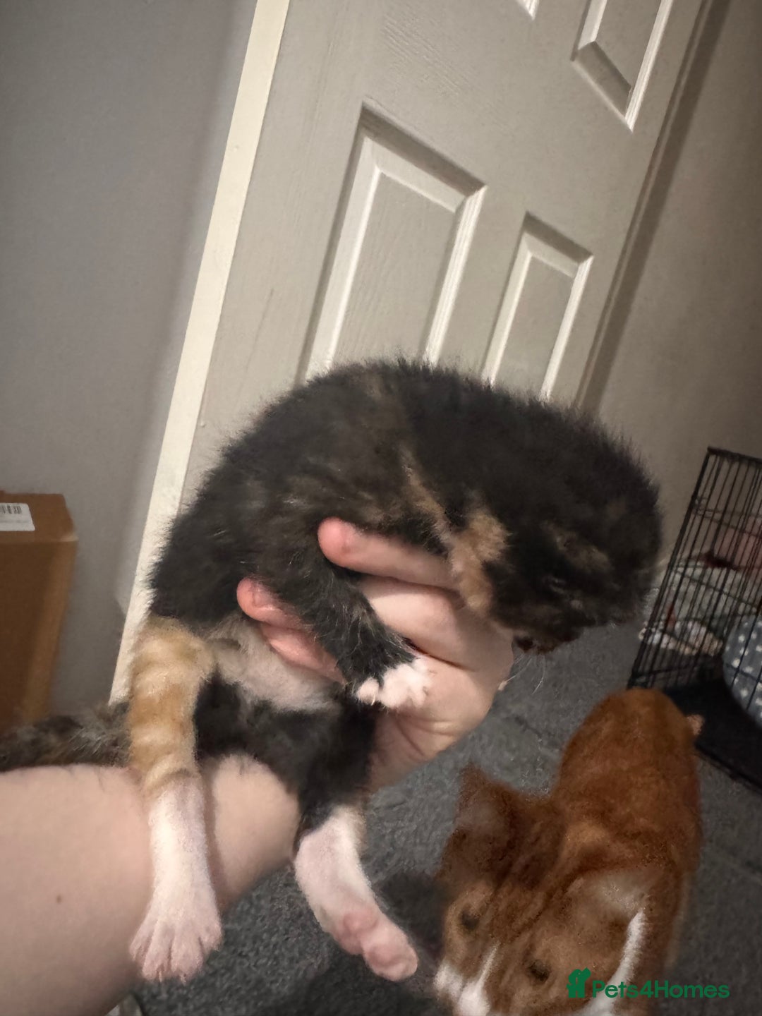 Domestic Shorthair cats for sale: Beautiful tortoiseshell domestic shorthair kitten - Image 4