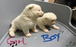 Akita dogs for sale: American Akita Puppies - Image 19