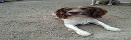 English Springer Spaniel dogs for stud: Liver/white PROVEN KC registered springer stud - Advert 3