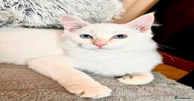 Ragdoll cats - Advert 1