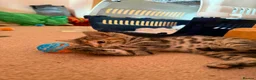 Mixed Breed cats for adoption: Tibby and Libby - Taverham Norfolk  - Advert 4