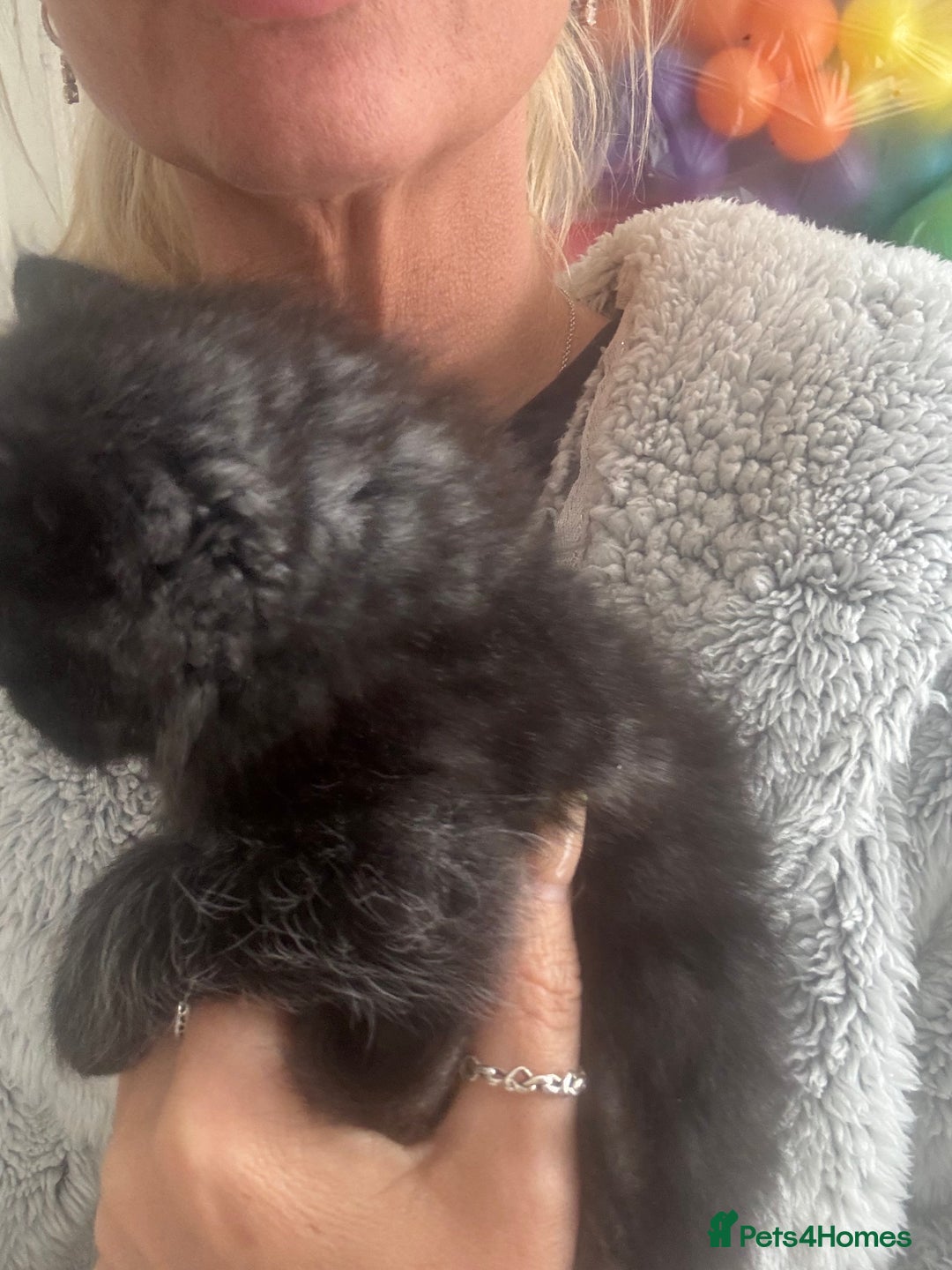 Mixed Breed cats for sale: 4 black fluff balls  - Image 9