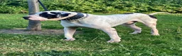 Mastiff dogs for sale: bully kutta male - Advert 7