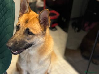 Mixed Breed dogs Mailonois X looking for new home - Advert 8