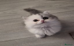 Persian cats for sale: Persian Kitten for sale - Image 1