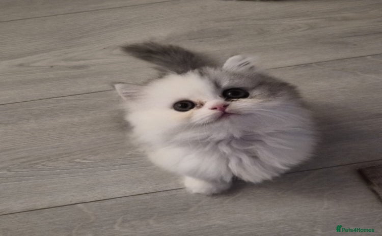 Persian cats - Advert 1