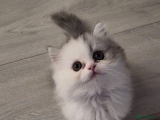 Persian cats - Advert 20