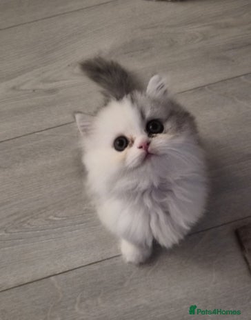 Persian cats - Advert 5