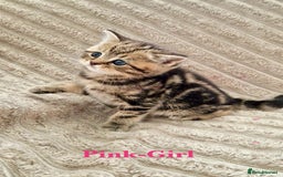 British Shorthair cats for sale: ❣️British shh TICA register Active Champion Line❣️ - Image 8