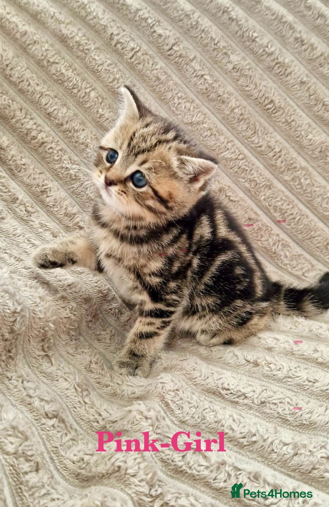 British Shorthair cats for sale: ❣️British shh TICA register Active Champion Line❣️ - Image 8