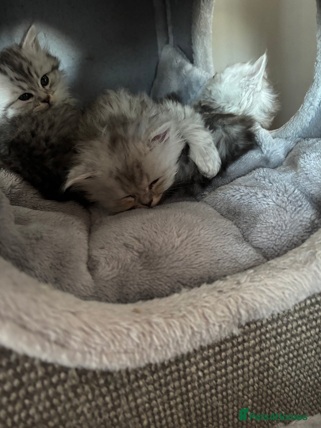 Maine Coon cats for sale: Persian X Maine coon 1 GIRL AVAILABLE  - Advert 20