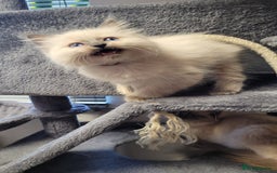 Ragdoll cats for sale: 🐾😺 3 Fluffy Ragdoll Kittens Waiting for You ♥♥♥ - Image 17
