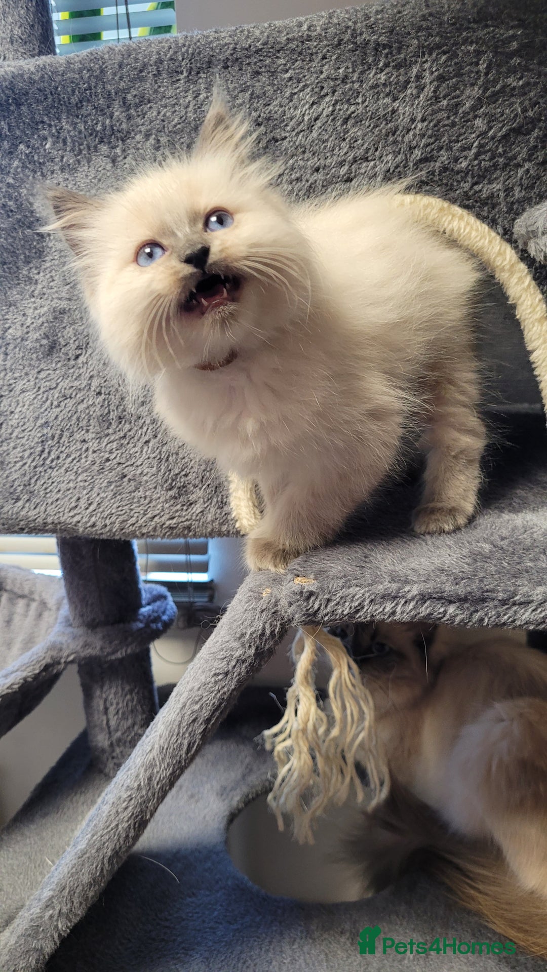 Ragdoll cats for sale: 🐾😺 3 Fluffy Ragdoll Kittens Waiting for You ♥♥♥ - Image 17