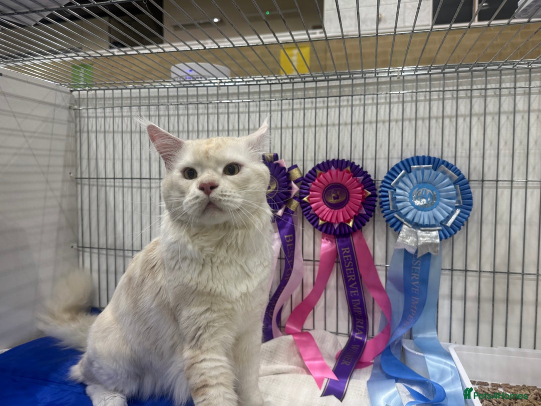 Maine Coon cats for sale: Gorgeous Shaded Line Maine Coon Kittens - Advert 20